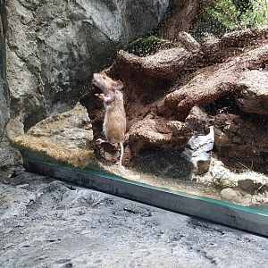 Long-tailed field mouse (Apodemus sylvaticus)