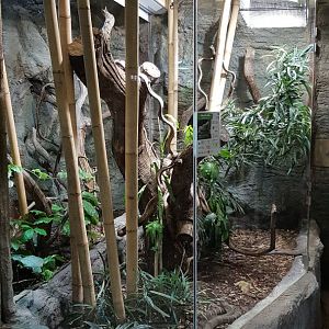 King cobra exhibit