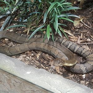 King cobra (Ophiophagus hannah)