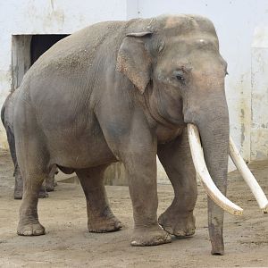 Bok-dong, the asian elephant