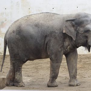 Ko-soon, the asian elephant