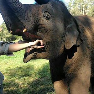 Sumatran Elephant (elephas maximus sumatranus) Rafflesia