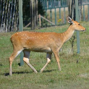 Barasingha - September 2016