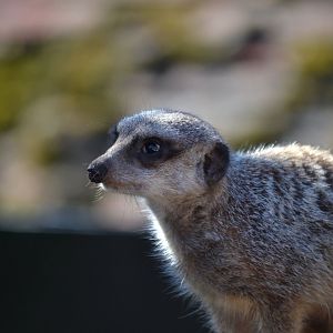 Slender Tailed Meerkat - September 2016