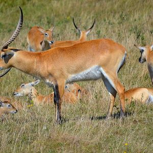 Red Lechwe - September 2016
