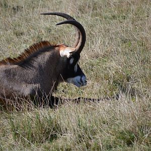 Roan Antelope - September 2016