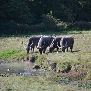 Asian Water Buffalo - September 2016