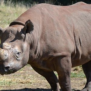 Eastern Black Rhinoceros - September 2016