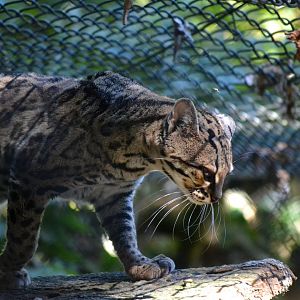 Margay - September 2016