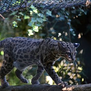 Margay - September 2016