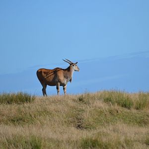 Common Eland - September 2016