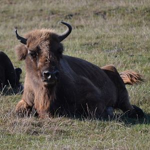 European Bison - September 2016