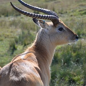 Red Lechwe - September 2016