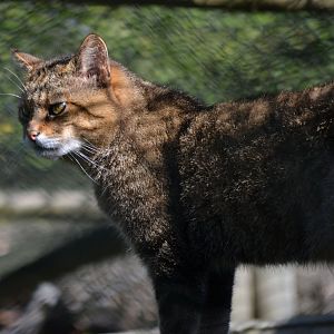 Scottish Wildcat - September 2016