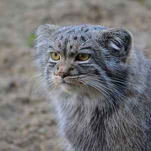 Pallas' Cat - September 2016