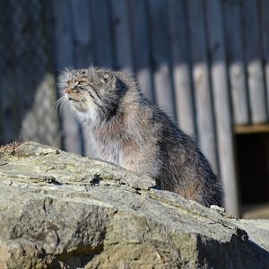 Pallas' Cat - September 2016