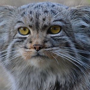 Pallas' Cat - September 2016