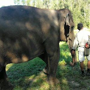 Sumatran Elephant (elephas maximus sumatranus) Wati