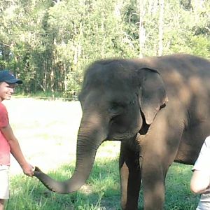 Sumatran Elephant (elephas maximus sumatranus) Widya