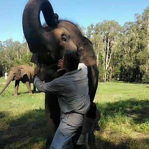 Sumatran Elephant (elephas maximus sumatranus) Christina