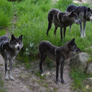 North American wolves in Givskud Zoo