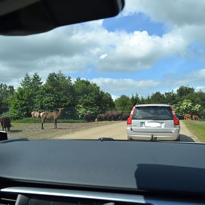View from the car on the North American prairie
