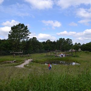 Walk-through enclosure for barbary macaques in GIvskud Zoo