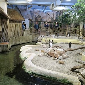 Penguin Exhibit - rockhopper penguins