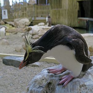 Northern Rockhopper Penguin (Eudyptes moseleyi)