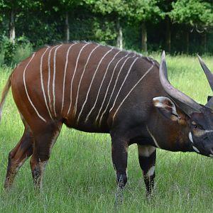 Eastern bongo in Givskud Zoo