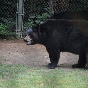 Ursus americanus ssp. id (Fort Worth Zoo, 2019)