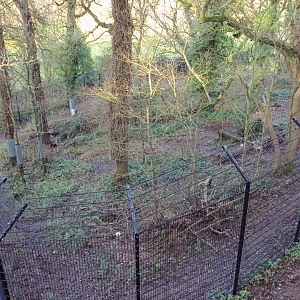 View of Lynx enclosure 03/01/2020