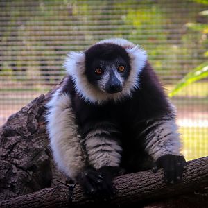 Black-and-White Ruffed Lemur (Varecia variegata)
