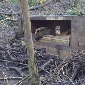 View of Bear shelter 03/01/2020