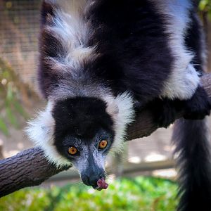 Black-and-White Ruffed Lemur (Varecia variegata)