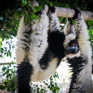 Black-and-White Ruffed Lemur (Varecia variegata)