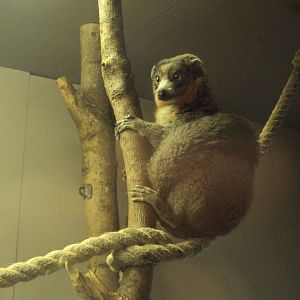 Mongoose Lemur 03/01/2020