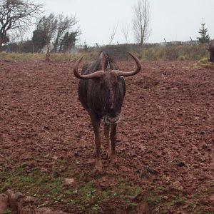 Black-bearded Wildebeest 26/01/2020