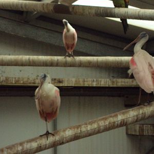 Roseate Spoonbill 26/01/2020