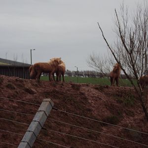 Arctic Wolf?????? 26/01/2020