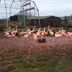 Chilean Flamingo 26/01/2020