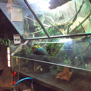 The former Pygmy Marmoset enclosure now home to Prehensile-tailed Skink 26/01/2020