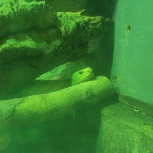 Prehensile-tailed Skink 26/01/2020