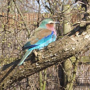 Lilac-breasted Roller 24/03/2019