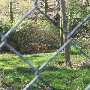 Indian Muntjac 24/03/2019