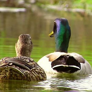 Mallards - YouTube