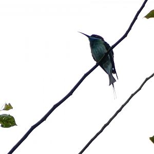 Blue-throated bee-eater