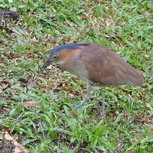 Malayan Night-heron eating a worm