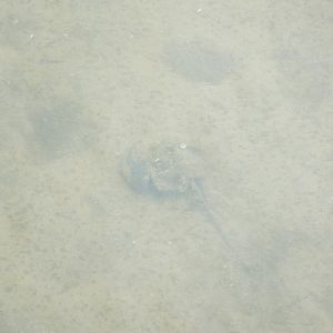 Mangrove horseshoe crab