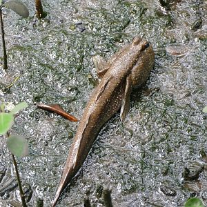 Giant mudskipper